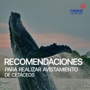 Recomendaciones para realizar el avistamiento de cetáceos en Panamá