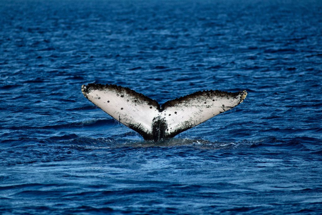 ATP realiza taller virtual conmemorativo al Día Mundial de las Ballenas y los Delfines