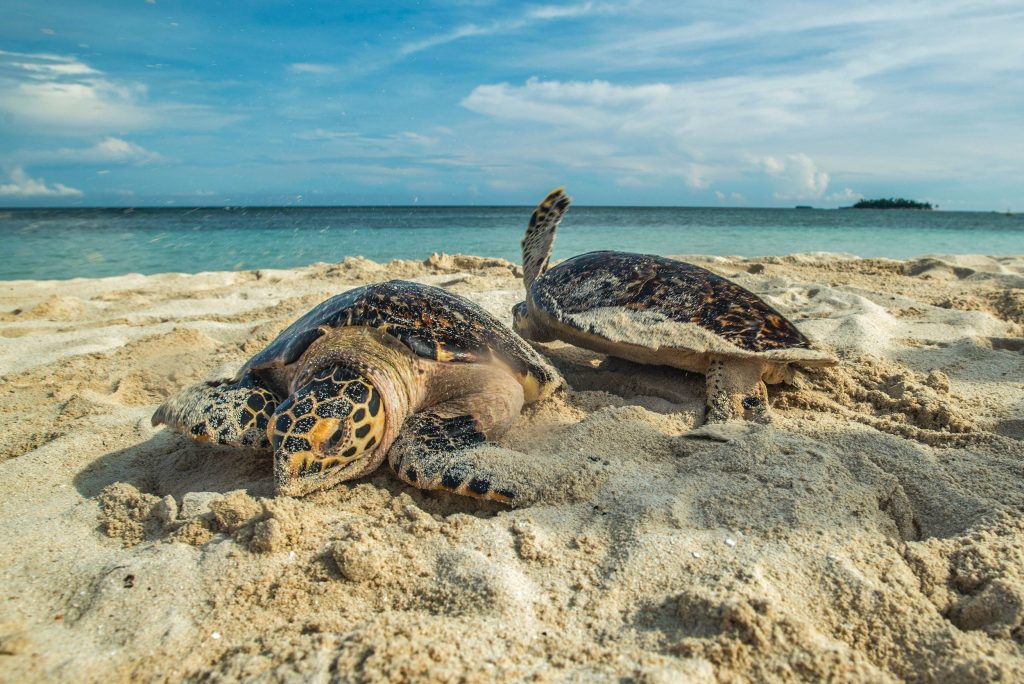 Autoridad de Turismo de Panamá celebró con éxito el Taller Virtual: “Avistamiento de Tortugas Marinas”